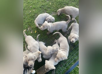 Labrador Welpen in der Farbe Silber mit Ahnentafel!