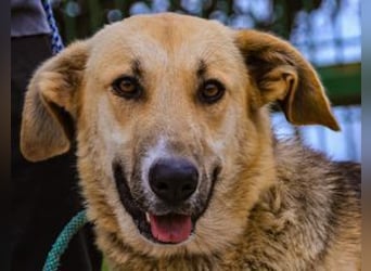 Honey,  Schäferhund-Mix, lieb und sozial