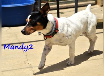 Mandy2 geb. 05/2024 (ESP) - fröhlicher, kleiner Jack Russel Terrier - Bodeguero Mix Rüde!