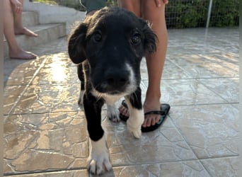 Barney2 geb. 02/2025 (GRC) - verschmuster und verspielter, charmanter Griechischer Hirtenhund Welpe!