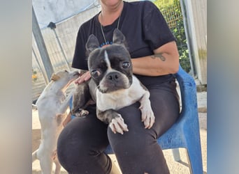 Venus - Klein, klug, kuschelig: Boston Terrier Lady auf der Suche nach Liebe ❤️