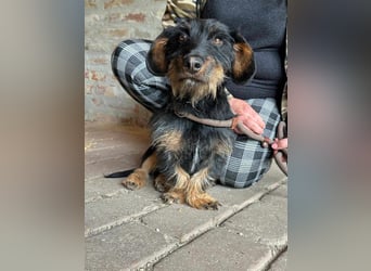 Sammy, geboren 05.05.2024, 34cm sucht sein Glück