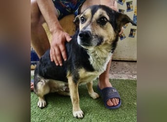 Muffin möchte aus dem Shelter geholt werden