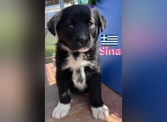 Sina,geb02/25,kleine Schmusemaus sucht Kuschelkörbchen