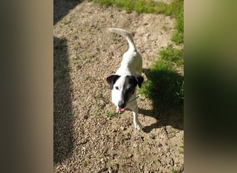 ZIGGY ca. 14 J. trauriger JRT-Rüde sucht Rentnerplätzchen