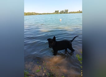 schwarze Schäferhunde aus Leistungszucht