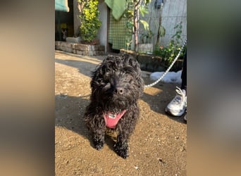 Charlie - unser liebenswerter Wuschel