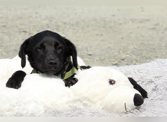 Millie unser kleiner Prinz