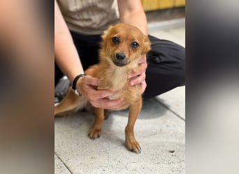 ♥ABBY♥ neu auf Pflegestelle bei Köln - bezaubernde, verschmuste kleine Juniorin 28 cm