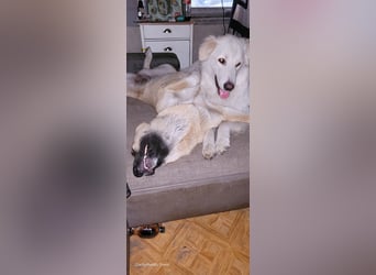 4 Junghunde suchen noch ein liebevolles und schönes Zuhause