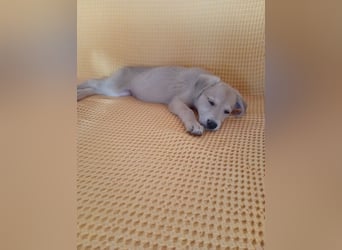 Kleine Junghündin NICKY sucht nach dem großen Glück