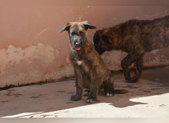 Bombón  sucht ein Zuhause