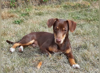 Pino, ein zarter freundlicher Bub