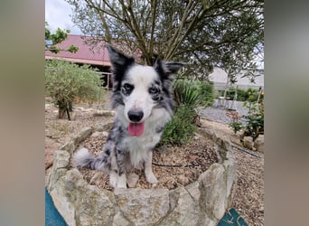 Traumhund: ruhiger & verschmuster Border Collie
