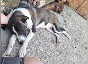 YADE, Hündin, 1,5 Jahre, 50 cm, Mischling, Tierschutz