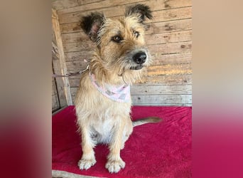 ❤️ superliebe Familienhündin - 2,5 Jahre, 50cm/20kg - Schnauzer-Mix