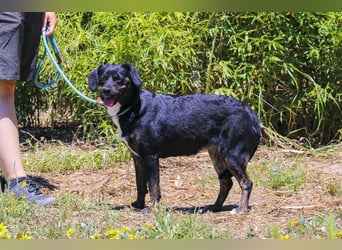 Joia, Mix Labrador / Appenzeller Sennenhund, lieb und sozial