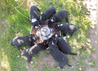 Appenzeller Sennenhund Welpen