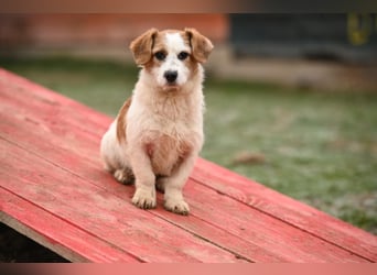 Tiffany, kleines Hundemädchen sucht eine Familie