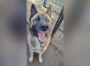 Ares - freundlich und lieb