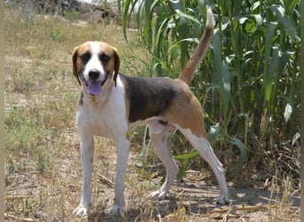 Dimmi – junger französischer Laufhund-Mischling sucht liebevolles Zuhause