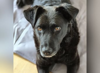 LEXI - freundliche schwarze Schönheit sucht liebevolles Zuhause