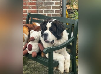 Gestatten Schröder mein Name