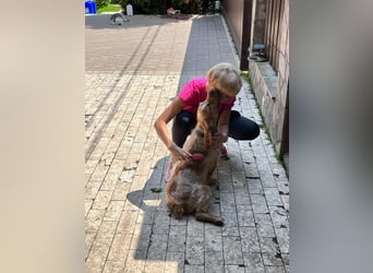 Toller Philipp sucht seine Familie!
