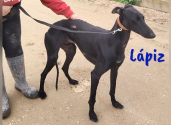 Lápiz 09/2023 (ESP) - freundlicher und athletischer, hübscher Galgo!