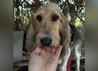 Elly - HAT  INTERESSENTEN- vorsictige Prinzessin sucht ihre erfahrenen Menschen mit Geduld und Liebe