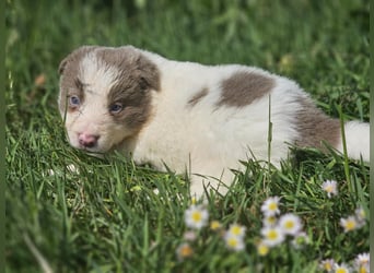 Border Collie Welpen -  Rüden und Hündin