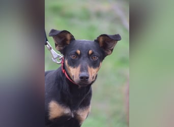 Ludmilla - aktive, nette, freundliche Terriermix Hündin
