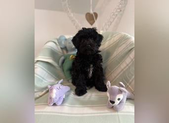 Wunderschöne Maltipoo Welpen zu verkaufen noch 2x Rüden frei