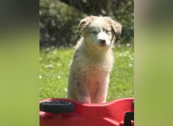 Tolle Australian Shepherd Welpen suchen Ihre Herzenfank