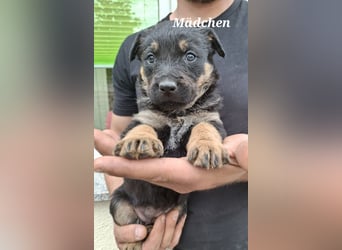 Sieben Welpen suchen ab Mitte Juni, ihr für immer Zuhause!