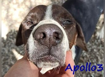 Apollo3 02/2020 (GRC) - ausgeglichener, hübscher Pointer-Mix sucht Zuhause!