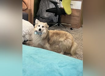 Joey SR - kleiner Kämpfer sucht sein Für-immer-Zuhause
