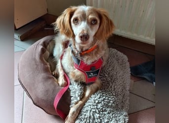 Chilli (ehem. CIELA) muss sich leider noch einmal auf die Suche machen