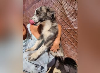 Kobú, ein zauberhafter kleiner Bub