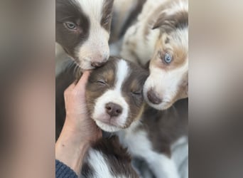 Wunderschöne Border-Collie Welpen (Merle+Braun) ABGABEBEREIT
