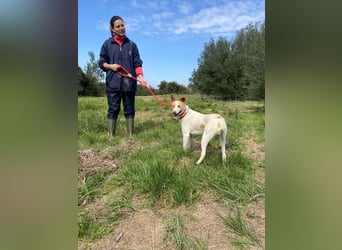 Fröhlichere WILLY mit einem Herzen aus Gold-freundlich zu Hund und MEnsch, läuft gut an der Leine