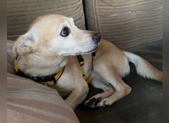 Mimmo: verschmuster Anfängerhund