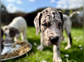 Superschöne nicht ganz reinrassige Deutsche Doggenwelpen können bald ausziehen