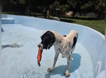 BANDITO ❤️ uuuunglaublich liebevoller Pointer