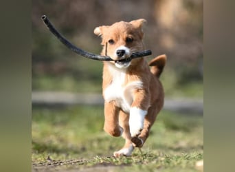 Shelby, kleines Hundemädchen sucht ein Zuhause