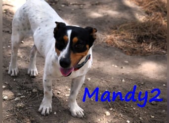 Mandy2 geb. 05/2024 (ESP) - fröhlicher, kleiner Jack Russel Terrier - Bodeguero Mix Rüde!