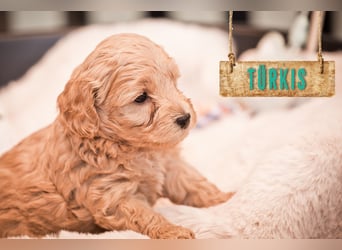5 Wunderschöne Maltipoo-Welpen suchen ein neues, liebevolles Zuhause!