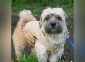 Pufi - verschmuster Wegbegleiter