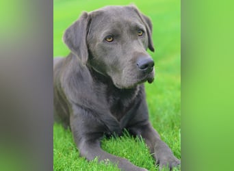 Exquisit Bulladors (Labrador, English Bulldogge)mit vollen Papieren, Ahnentafeln, Gesundheitszeugnis