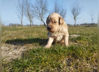 Wunderschöne Labradoodle Welpen, dürfen jetzt ausziehen!
